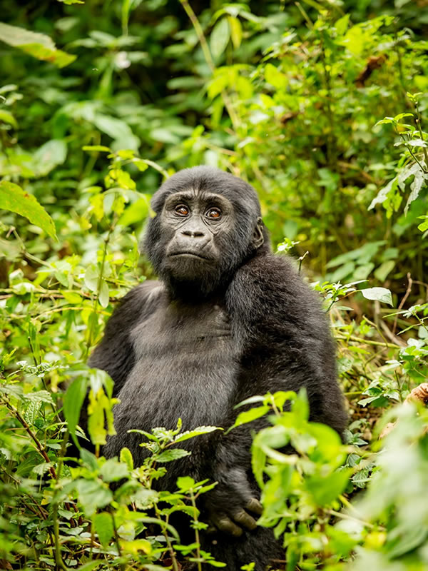 Gorilla trekking in Bwindi